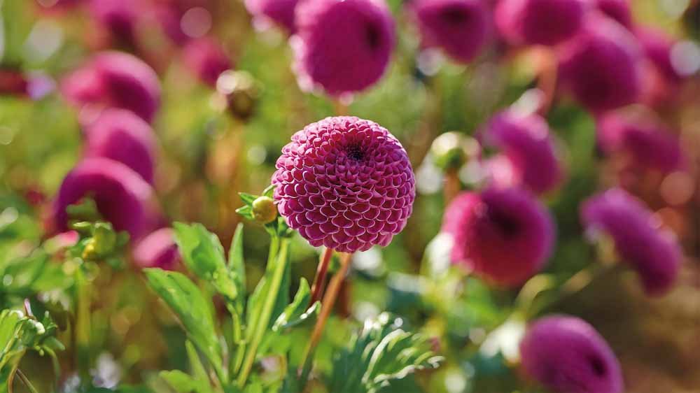 Lila dahlia - Blomea.nl