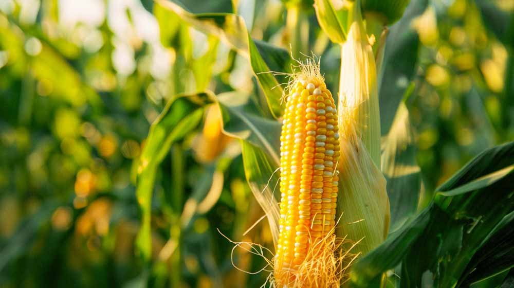 Mais zaden - Blomea.nl