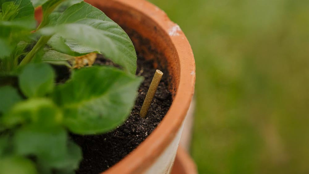 Meststof voor potplanten - Blomea.nl