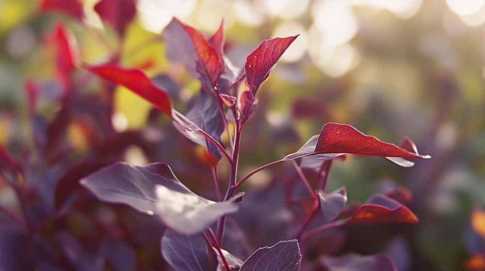 Moestuin zaden - Blomea.nl