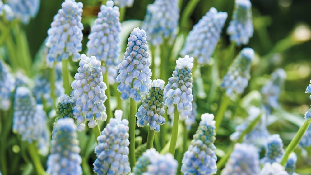 Muscari - Blomea.nl