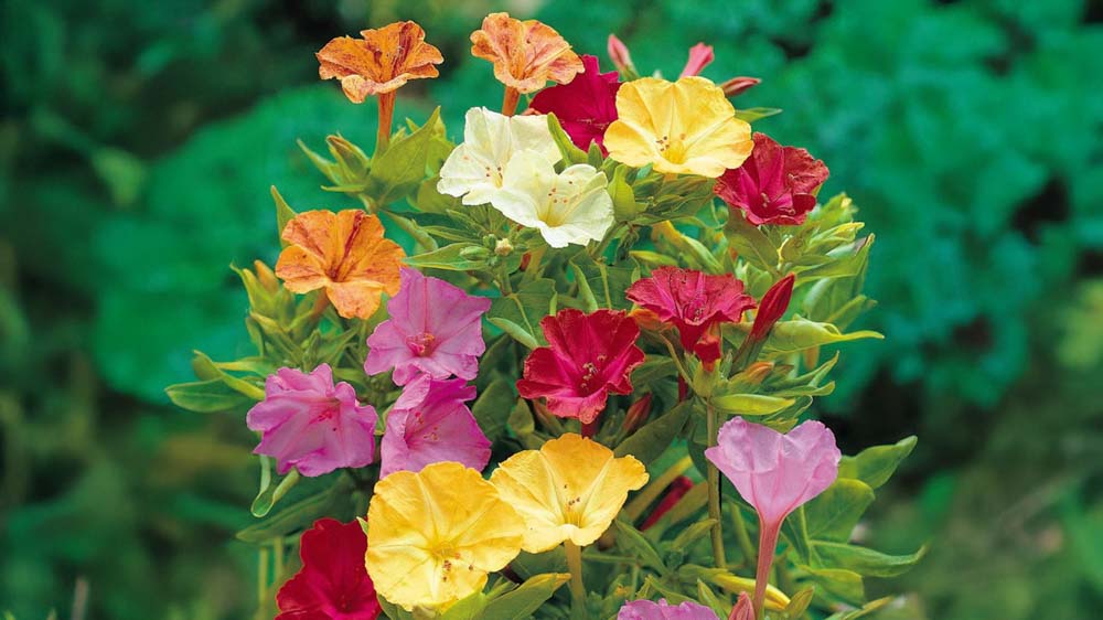 Nachtschone - Blomea.nl