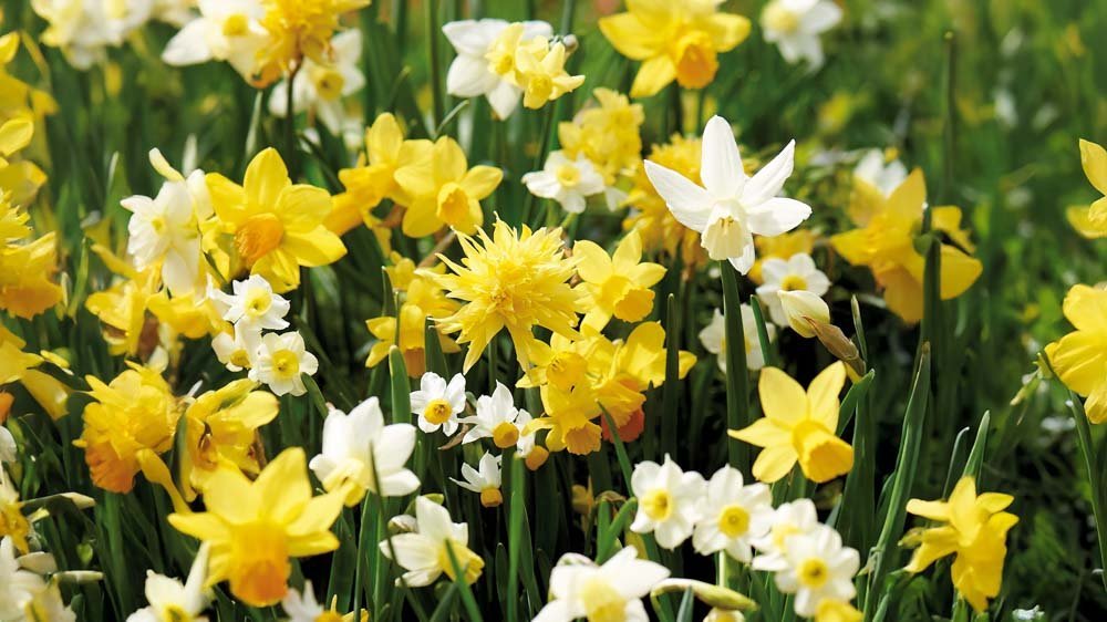 Narcissen aanbiedingen - Blomea.nl
