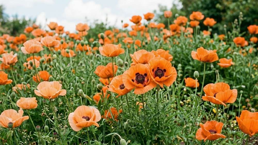 Oranje klaproos - Blomea.nl