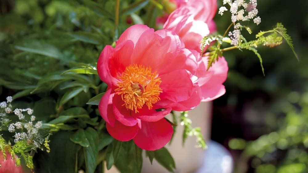 Oranje vaste planten - Blomea.nl