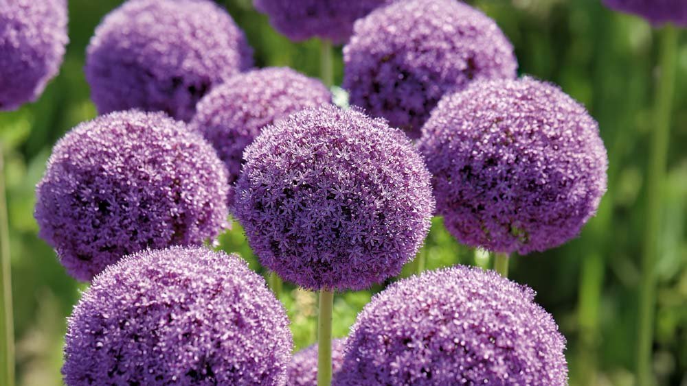 Paarse allium - Blomea.nl