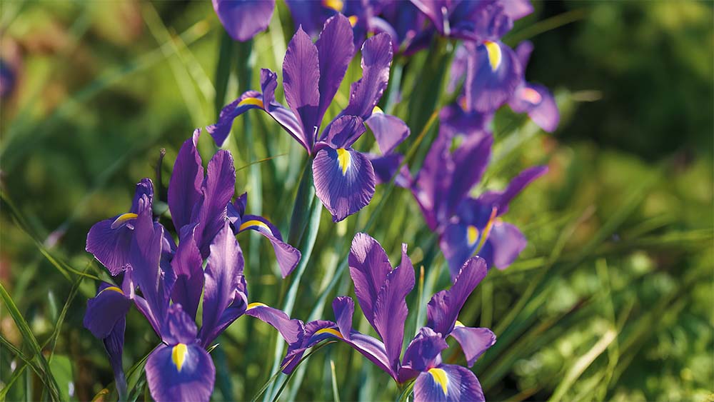 Paarse iris - Blomea.nl