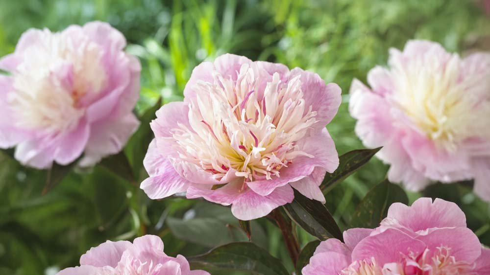 Paarse vaste planten - Blomea.nl