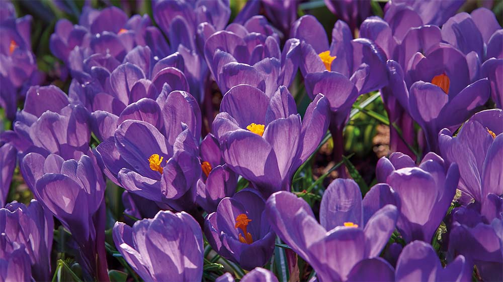 Paarse voorjaarsbloemen - Blomea.nl