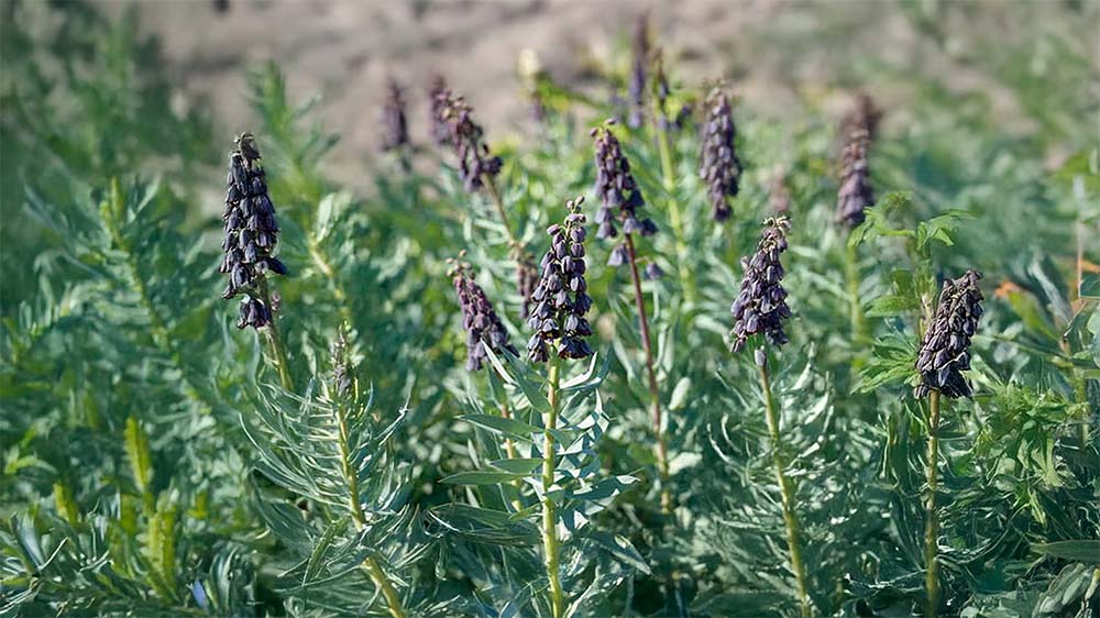 Perzische kievitsbloem - Blomea.nl