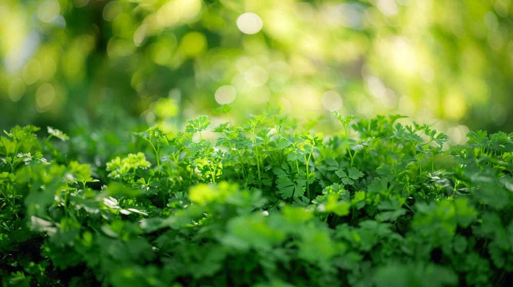 Peterselie zaden - Blomea.nl