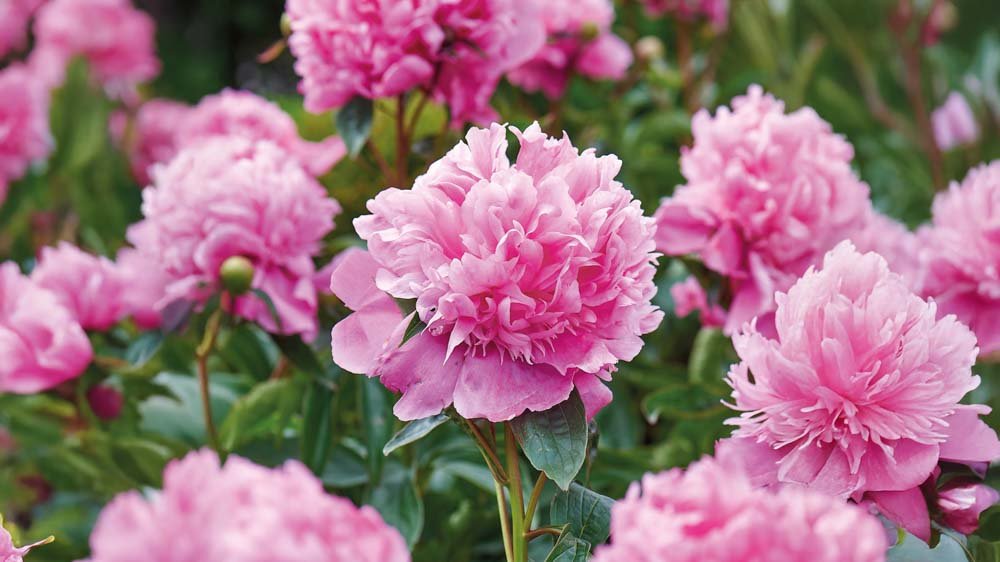 Pioenrozen - Blomea.nl