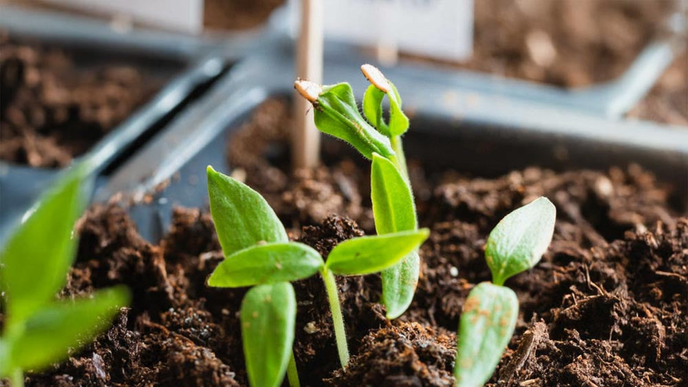 Plantenverlichting - Blomea.nl