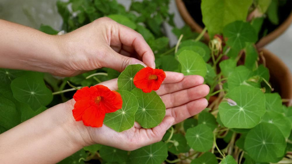 Plantenverzorging - Blomea.nl
