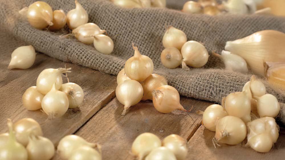 Plantuien - Blomea.nl