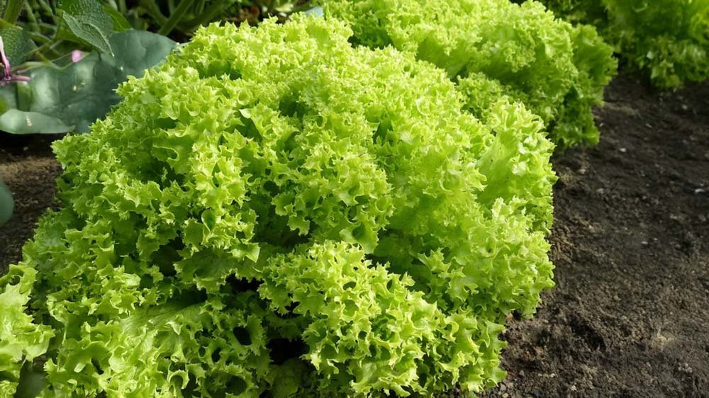 Pluksla zaden - Blomea.nl