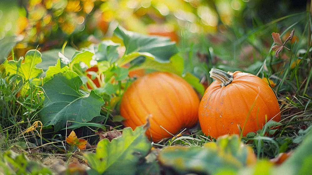 Pompoen zaden - Blomea.nl