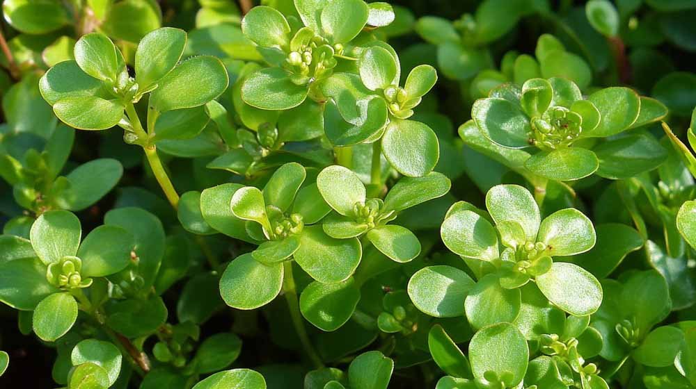 Postelein zaden - Blomea.nl