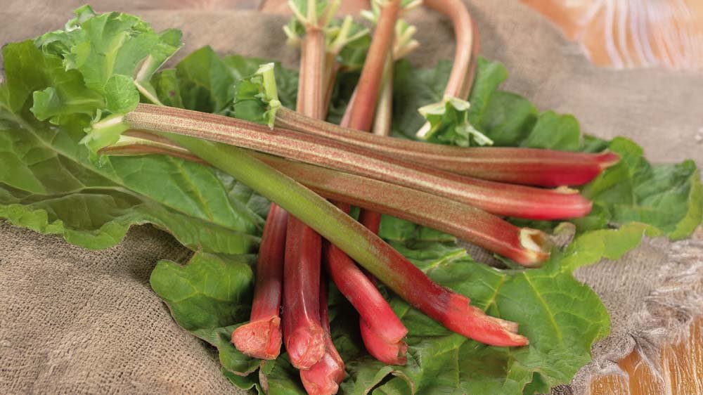 Rabarber - Blomea.nl