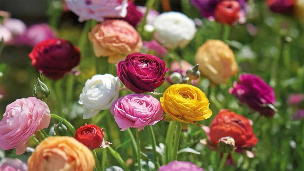 Ranonkel - Blomea.nl