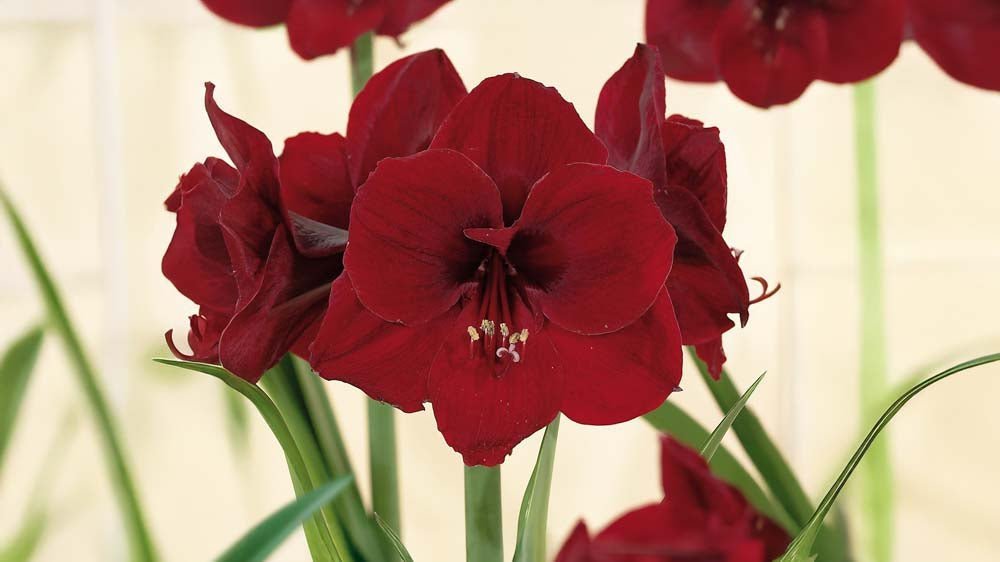 Rode amaryllis - Blomea.nl