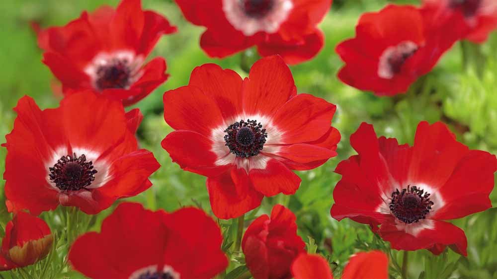 rode anemoon - Blomea.nl