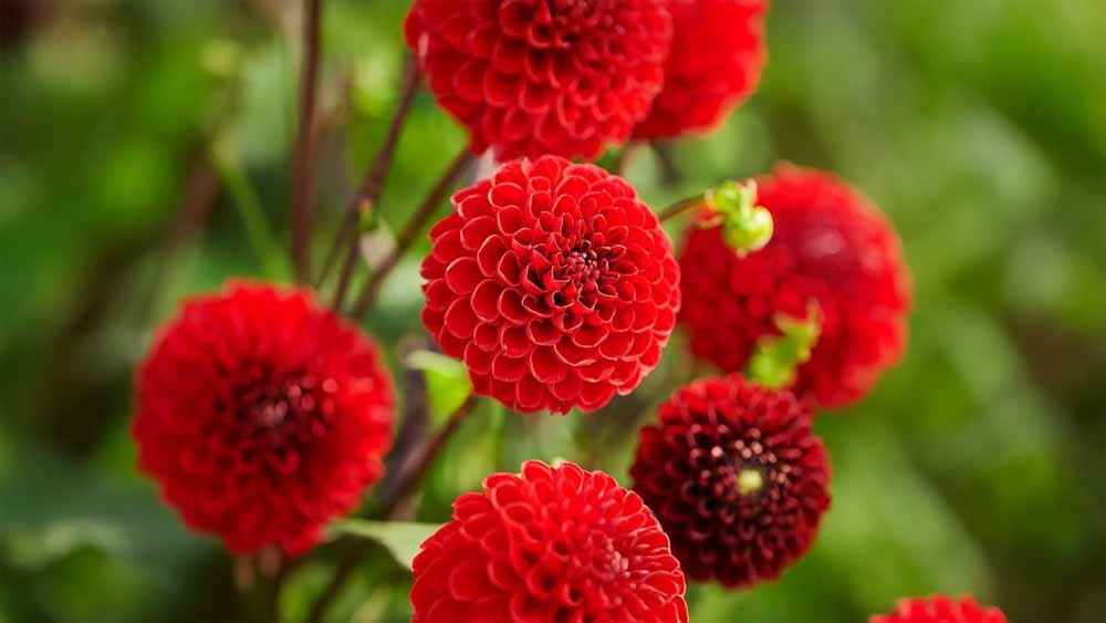 Rode dahlia - Blomea.nl