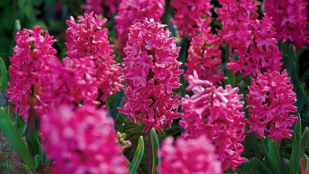 Rode hyacinten - Blomea.nl