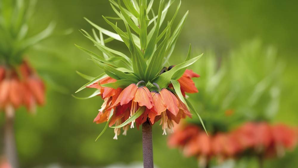 Rode keizerkroon - Blomea.nl