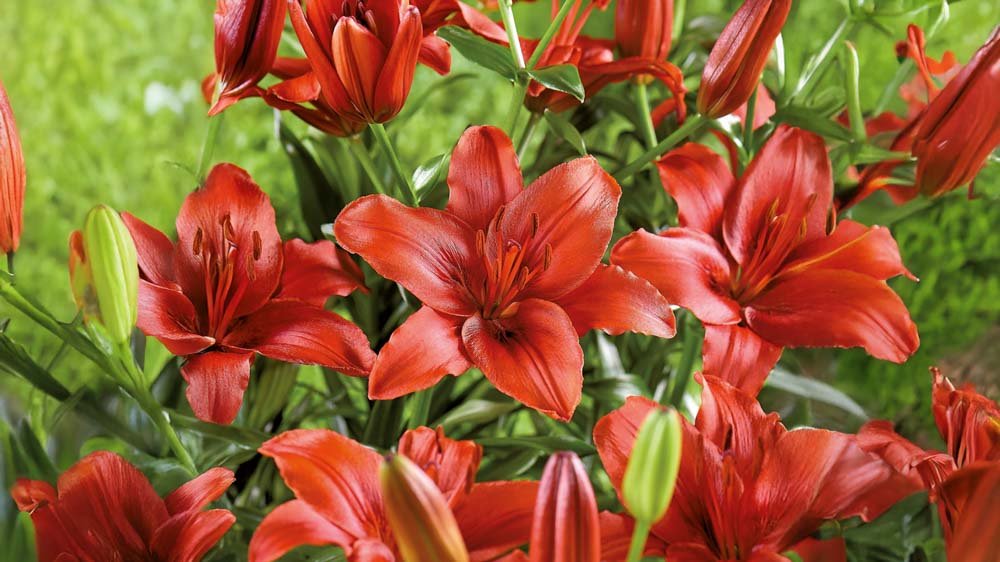 Rode lelies - Blomea.nl