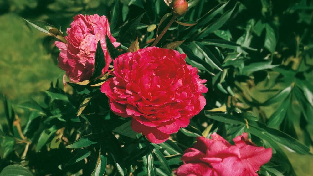 Rode vaste planten - Blomea.nl