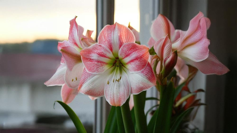 Roze amaryllis - Blomea.nl