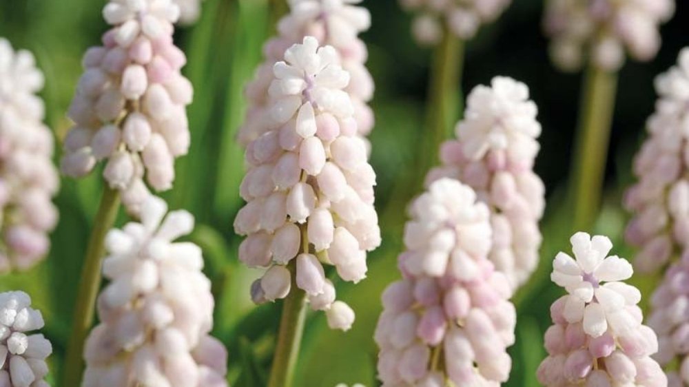 Roze muscari - Blomea.nl