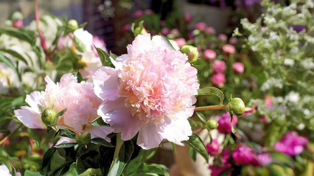 Roze vaste planten - Blomea.nl