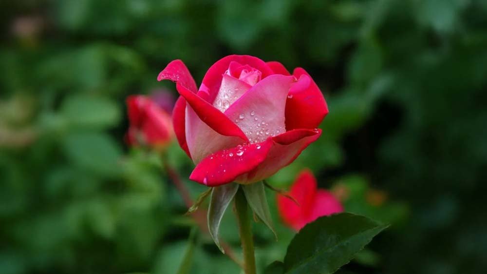 Rozen - Blomea.nl