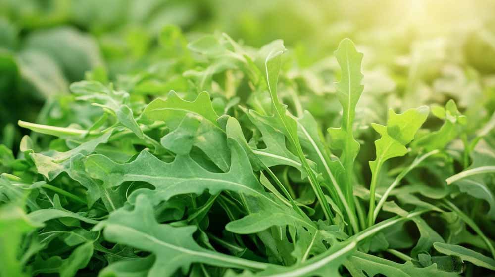 Rucola zaden - Blomea.nl