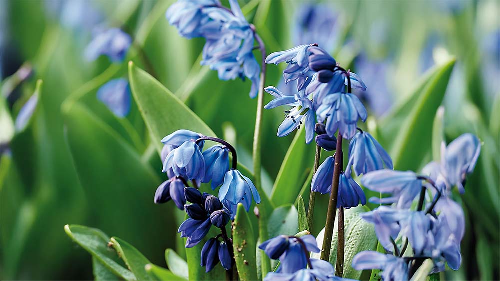 Russische scilla - Blomea.nl