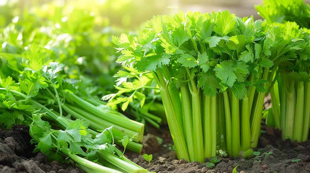 Selderij zaden - Blomea.nl