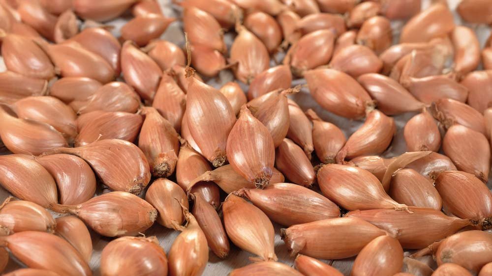 Sjalotten - Blomea.nl