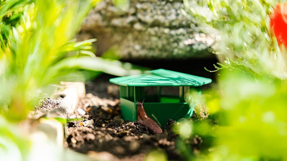 Slakkenval - Blomea.nl