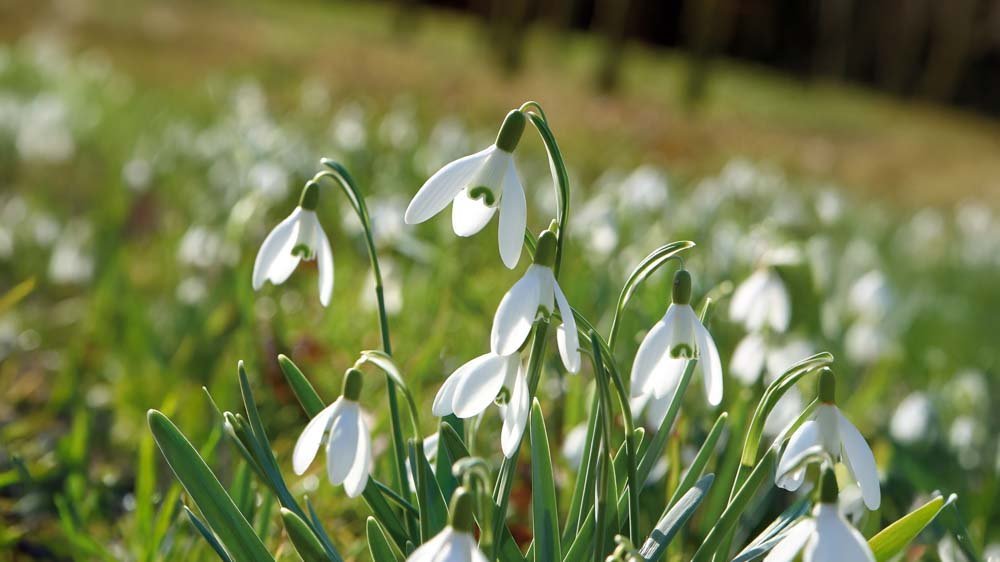 Sneeuwklokjes - Blomea.nl