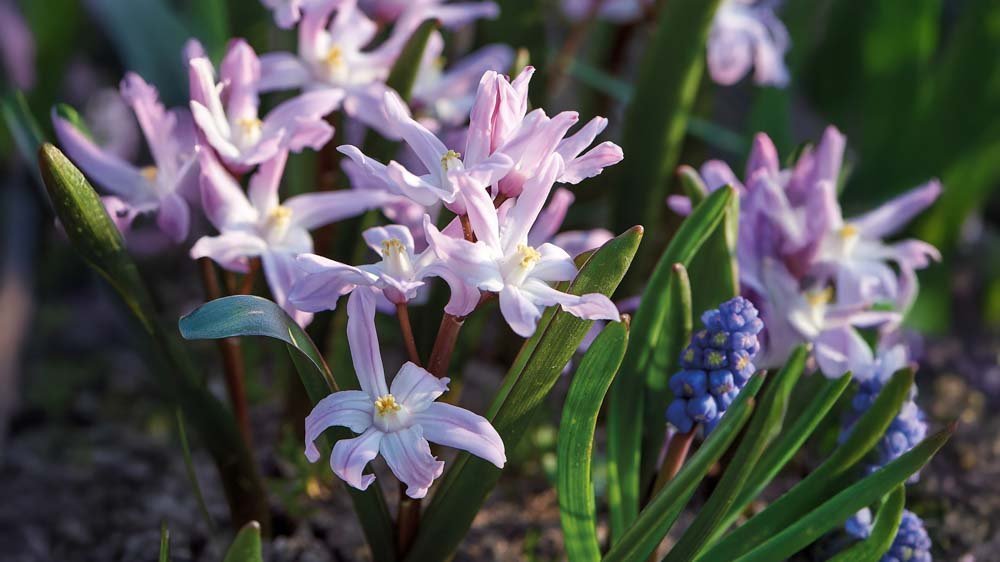 Sneeuwroem - Blomea.nl