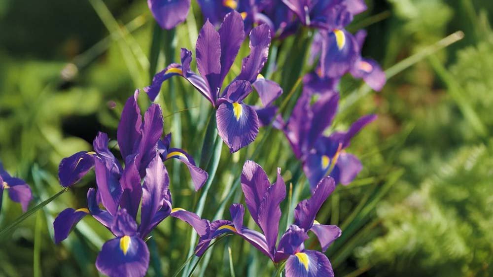 Sterke zomerbloeiers - Blomea.nl
