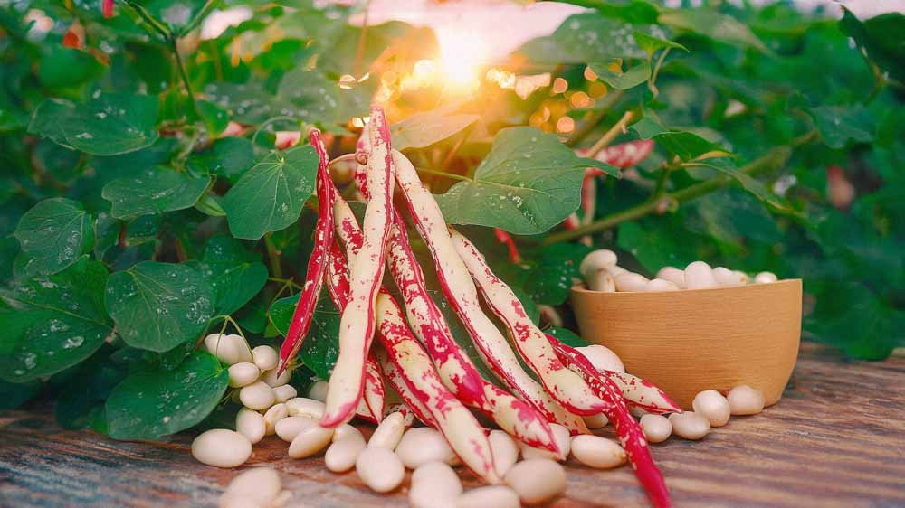 Stokbonen zaden - Blomea.nl