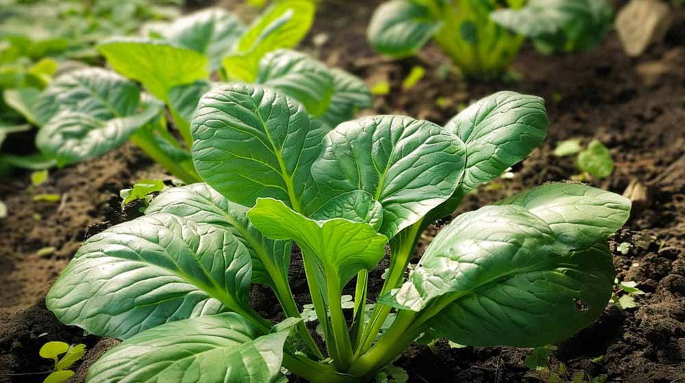 Tatsoi zaden - Blomea.nl