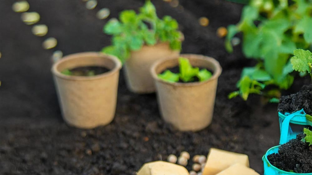 Teelt en verzorging - Blomea.nl