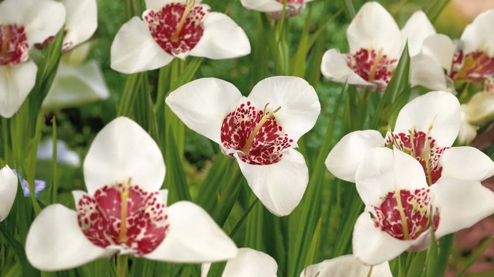 Tijgerbloemen - Blomea.nl