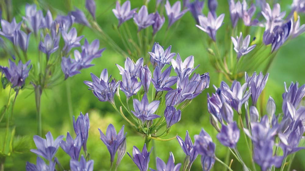 Triteleia - Blomea.nl