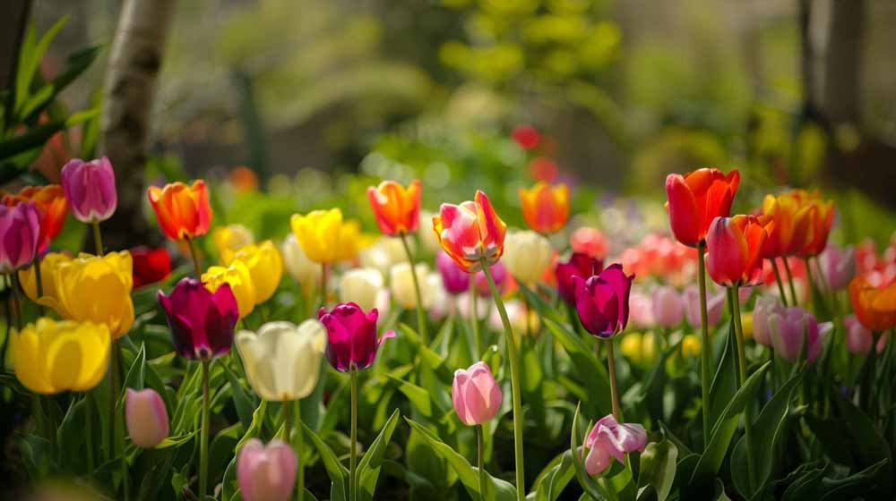 Triumph tulpen - Blomea.nl