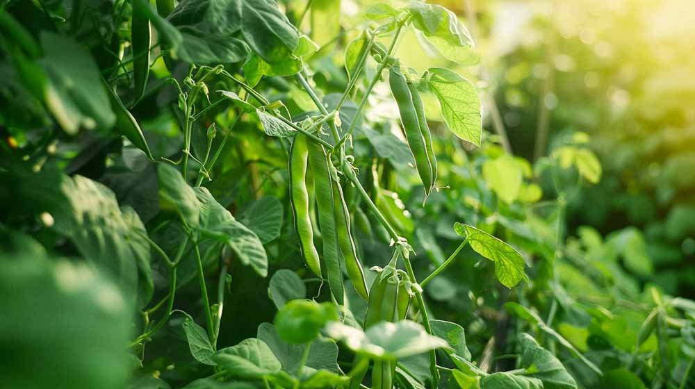 Tuinbonen zaden - Blomea.nl